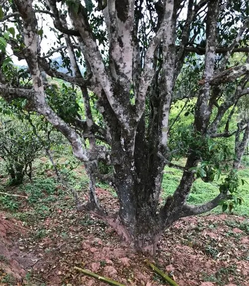 2023年易武張家灣古樹春茶特點(diǎn)是什么？