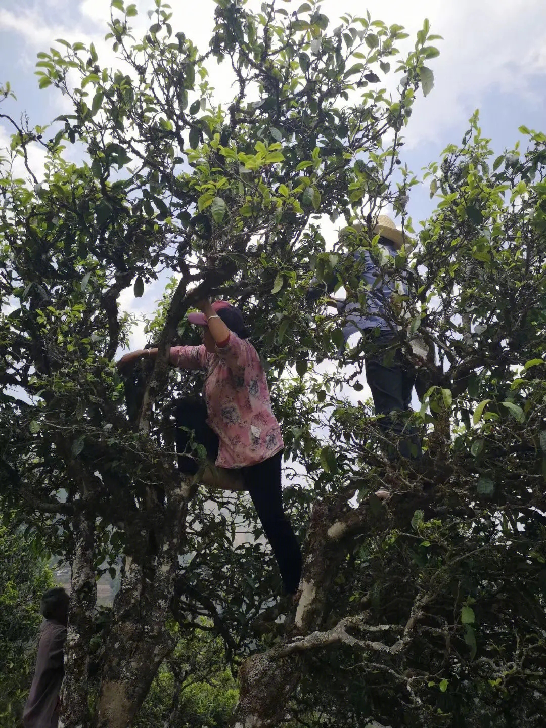 2023年寧洱擺尾箐古樹春茶特點(diǎn)是什么？