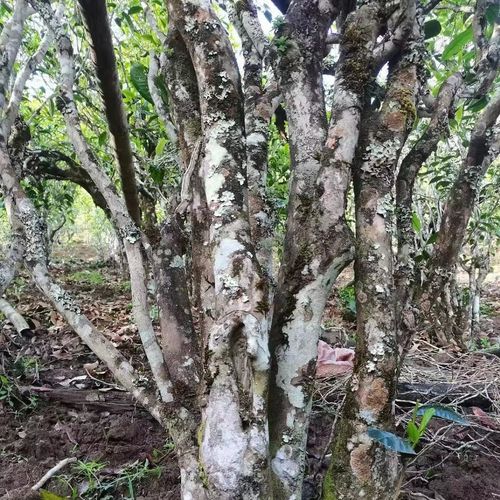 2023年鎮(zhèn)沅老烏山古樹春茶價(jià)格是多少？