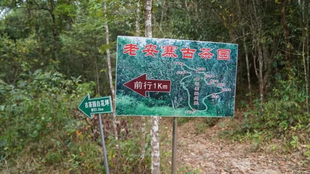 2023年普洱老安寨古樹春茶特點(diǎn)是什么？