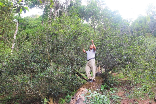 2023年普洱老安寨古樹春茶價(jià)格是多少？