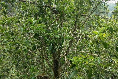 2023年千家寨古樹春茶口感怎么樣？