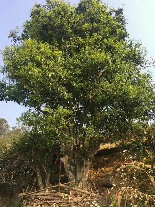 2023年千家寨古樹春茶特點是什么?