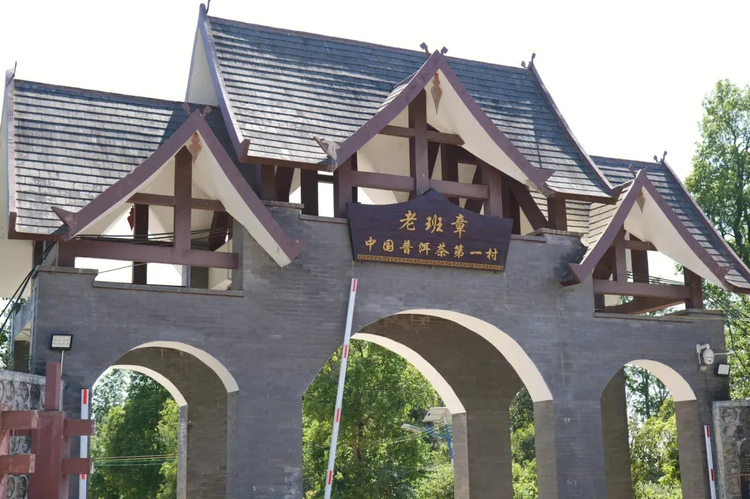 2024年老班章古樹春茶價(jià)格是多少？