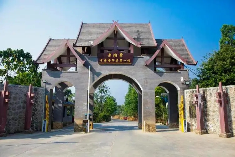 2024年老班章古樹春茶口感是什么？