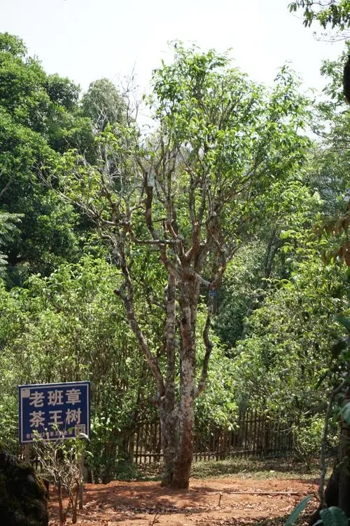 2024年老班章古樹春茶特點(diǎn)是什么？