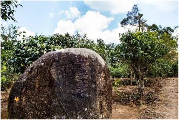 2024年老班章古樹春茶多少一公斤？