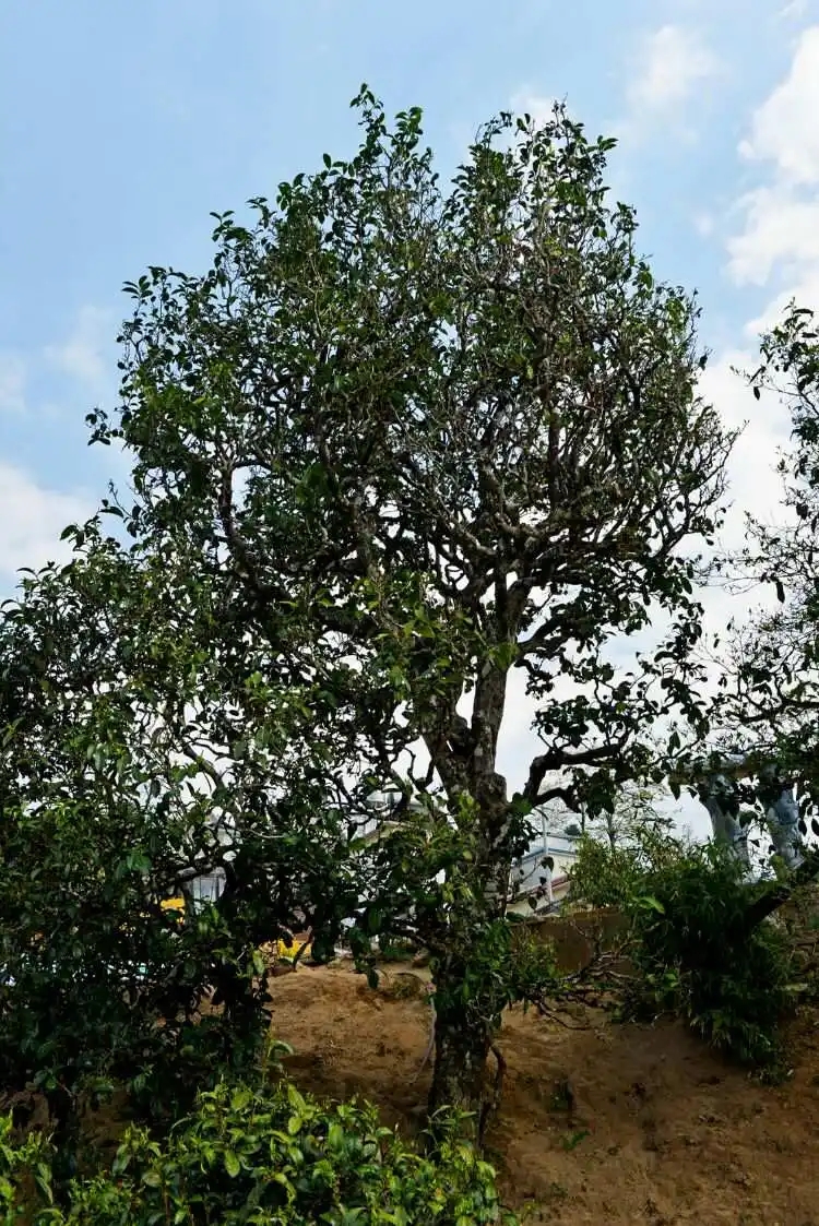 2024年冰島老寨古樹春茶口感是什么？