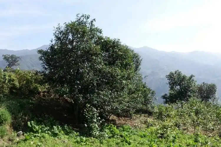 2024年冰島老寨古樹春茶特點(diǎn)是什么？