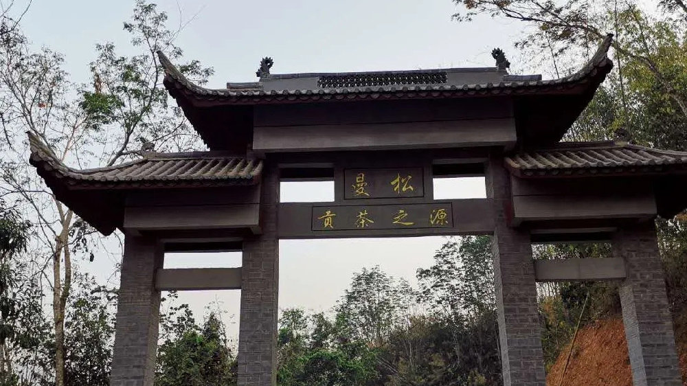 2024年曼松古樹春茶品質(zhì)如何？