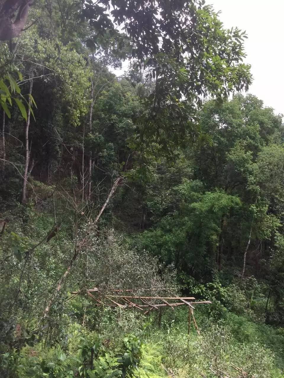 2024年曼松古樹春茶特點(diǎn)是什么？