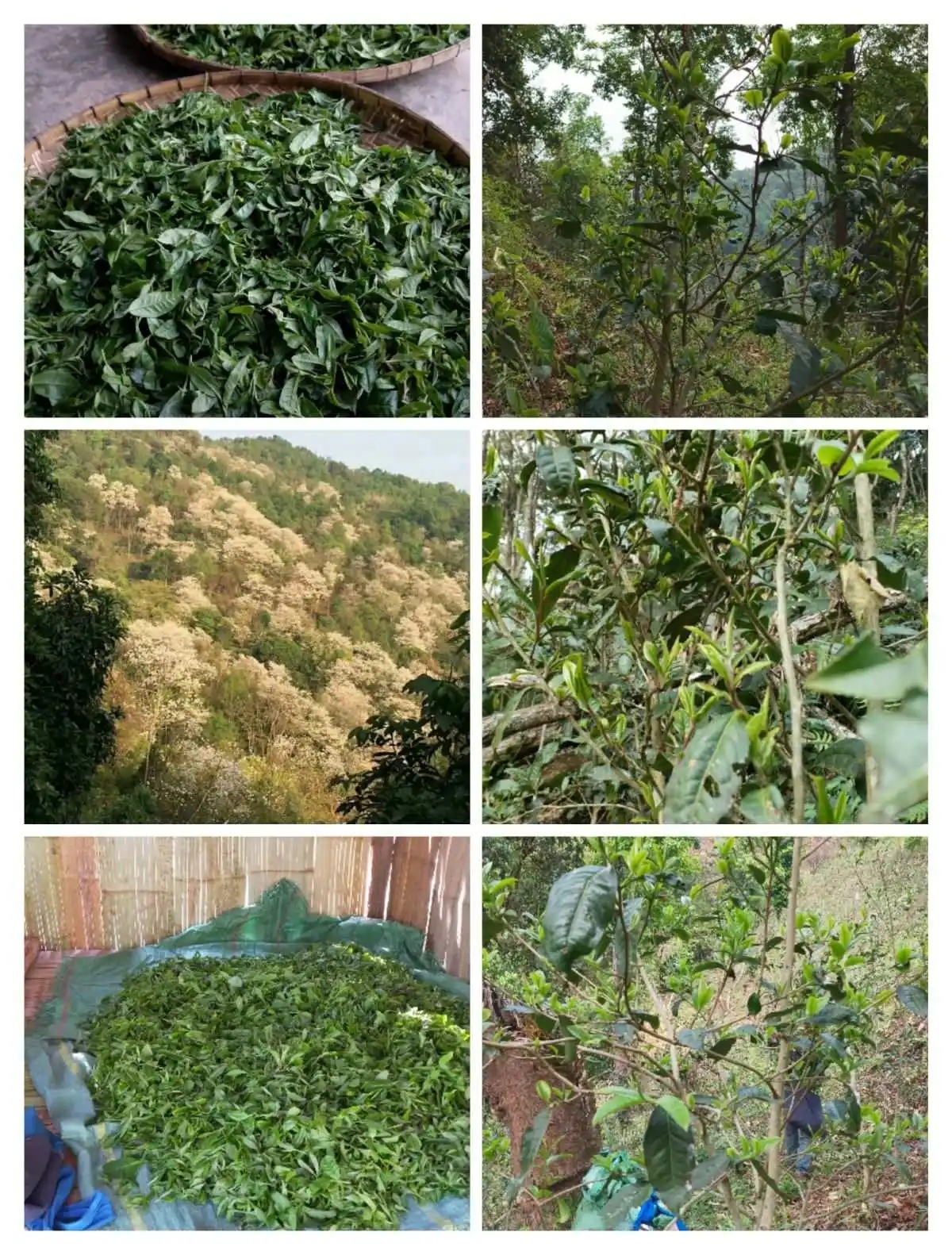 2024年曼松古樹春茶價(jià)格是多少？