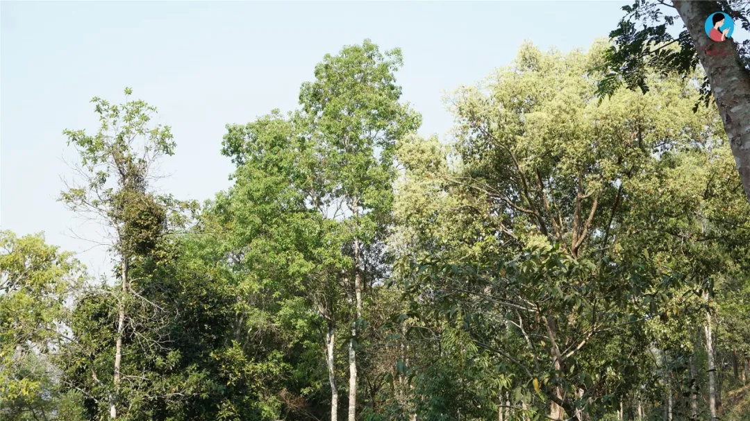 2024年曼松古樹春茶多少錢一公斤？