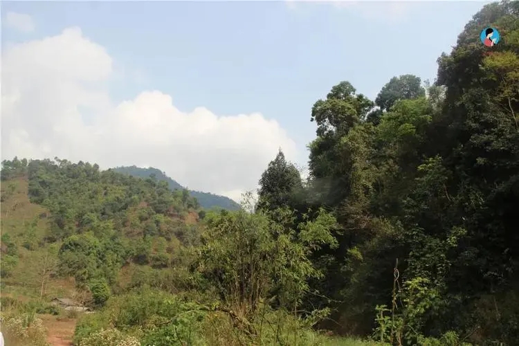 2024年薄荷塘古樹春茶品質(zhì)怎么樣？