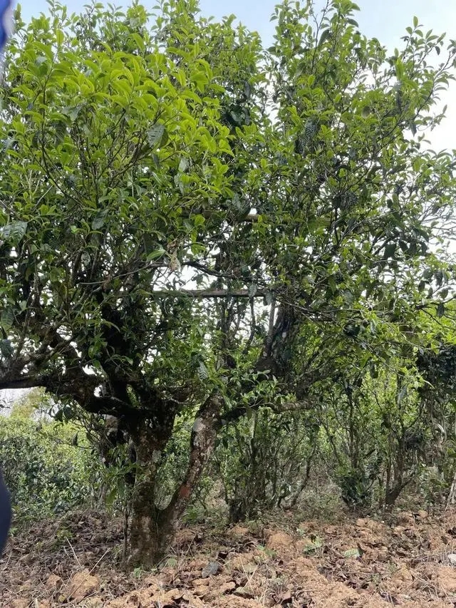 2024年薄荷塘古樹春茶價格是多少？