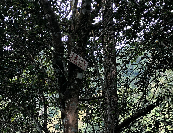 2024年薄荷塘古樹春茶多少錢一公斤？