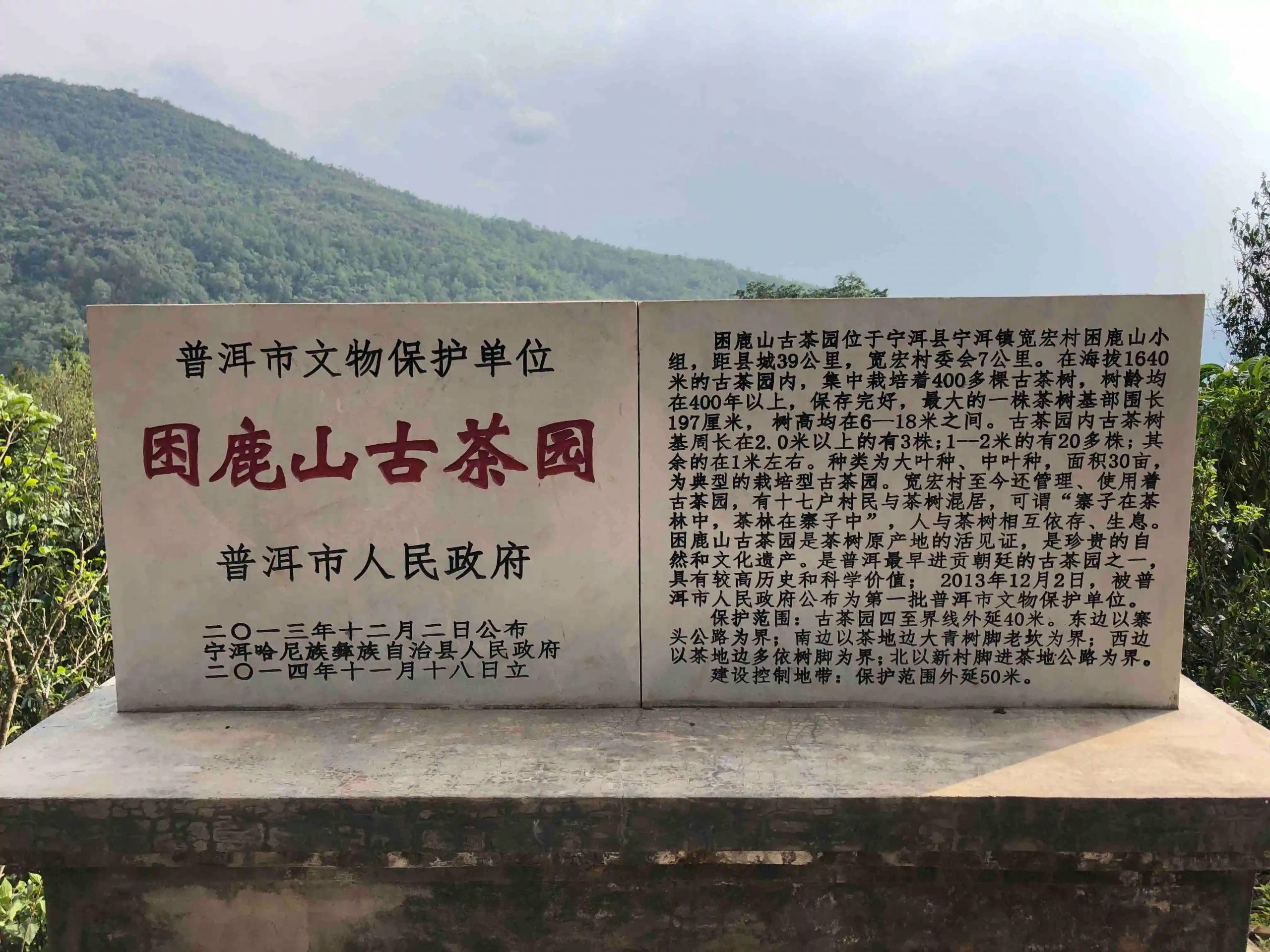 2024年困鹿山古樹春茶品質(zhì)怎么樣？