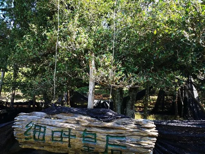 2024年困鹿山古樹春茶口感如何？