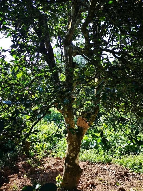 2024年困鹿山古樹春茶多少錢一公斤？