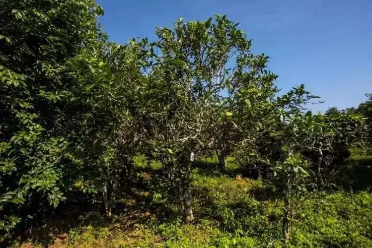 2024年迷帝古樹春茶特點是什么？