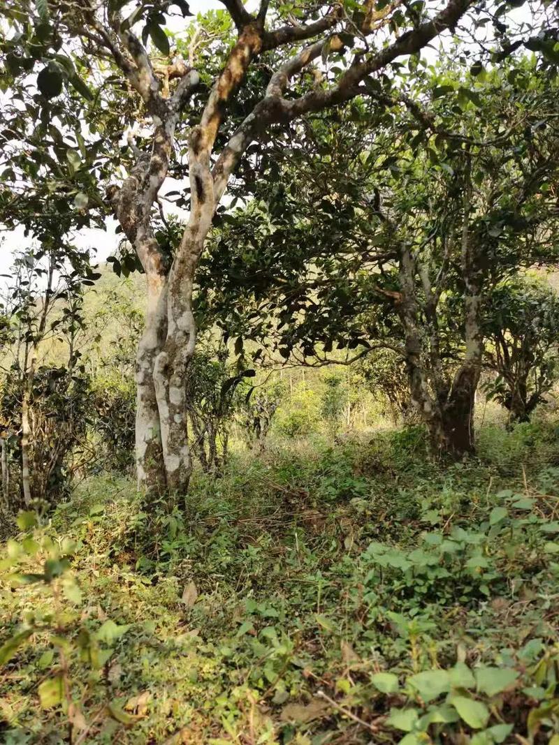 2024年迷帝古樹春茶品質怎么樣？