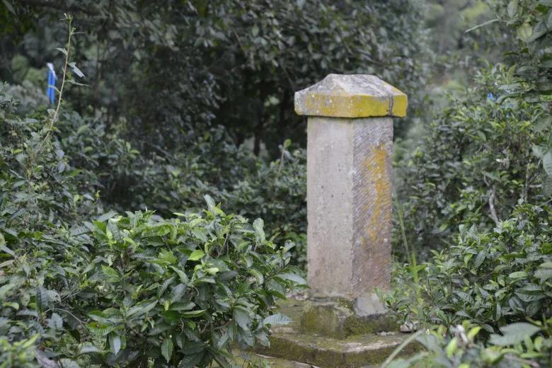 2024年迷帝古樹春茶價格是多少？