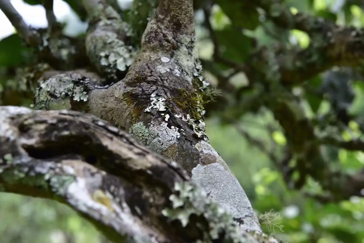 2024年迷帝古樹春茶多少錢一公斤？