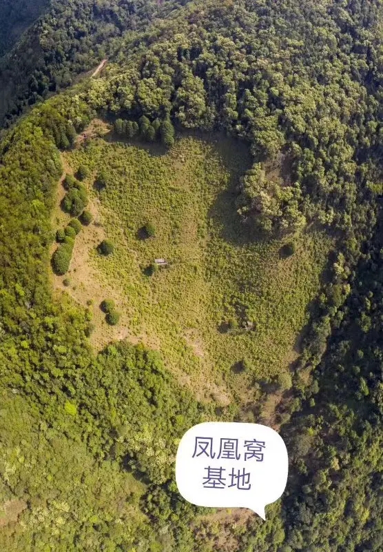 2024年墨江鳳凰窩古樹春茶口感如何？