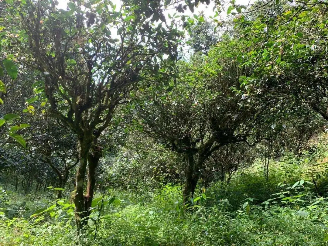 2024年墨江鳳凰窩古樹春茶品質怎么樣？