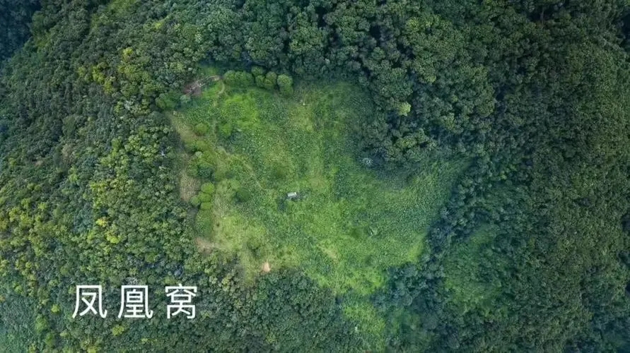 2024年墨江鳳凰窩古樹春茶多少錢一公斤？