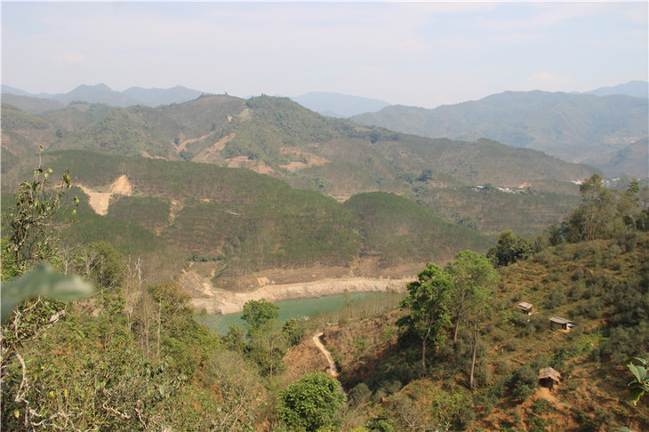 2024年昔歸古樹春茶口感是什么？