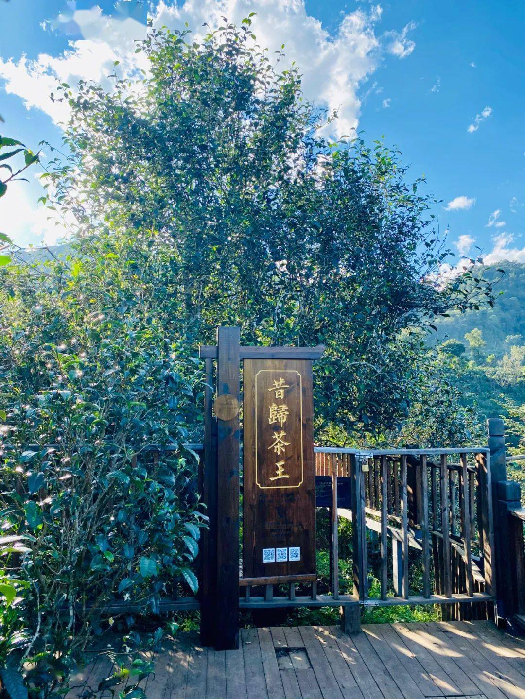 2024年昔歸古樹春茶品質如何？