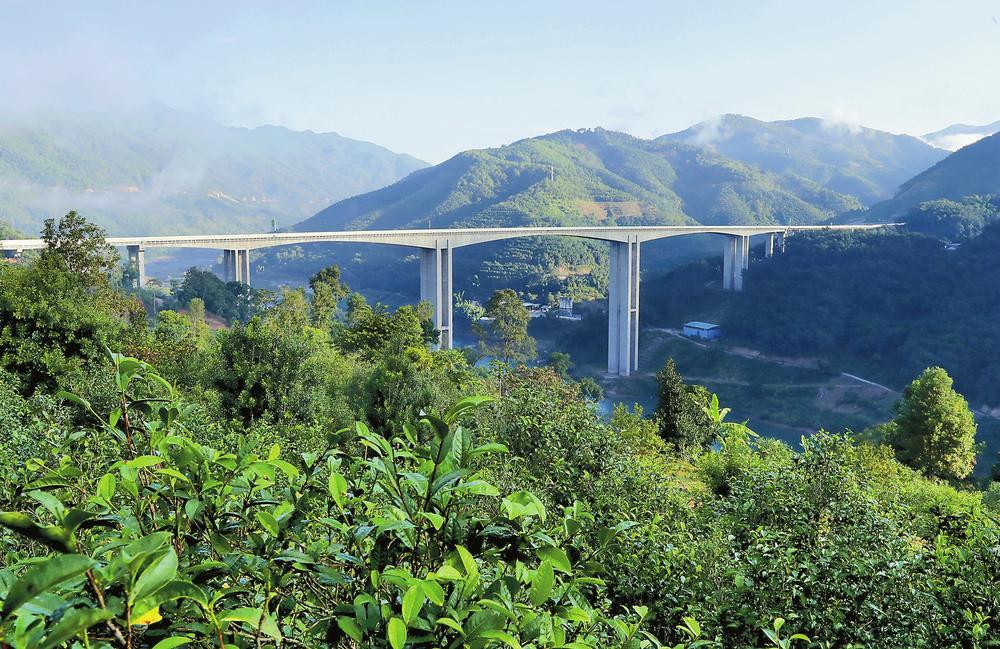 2024年昔歸古樹春茶品質如何？