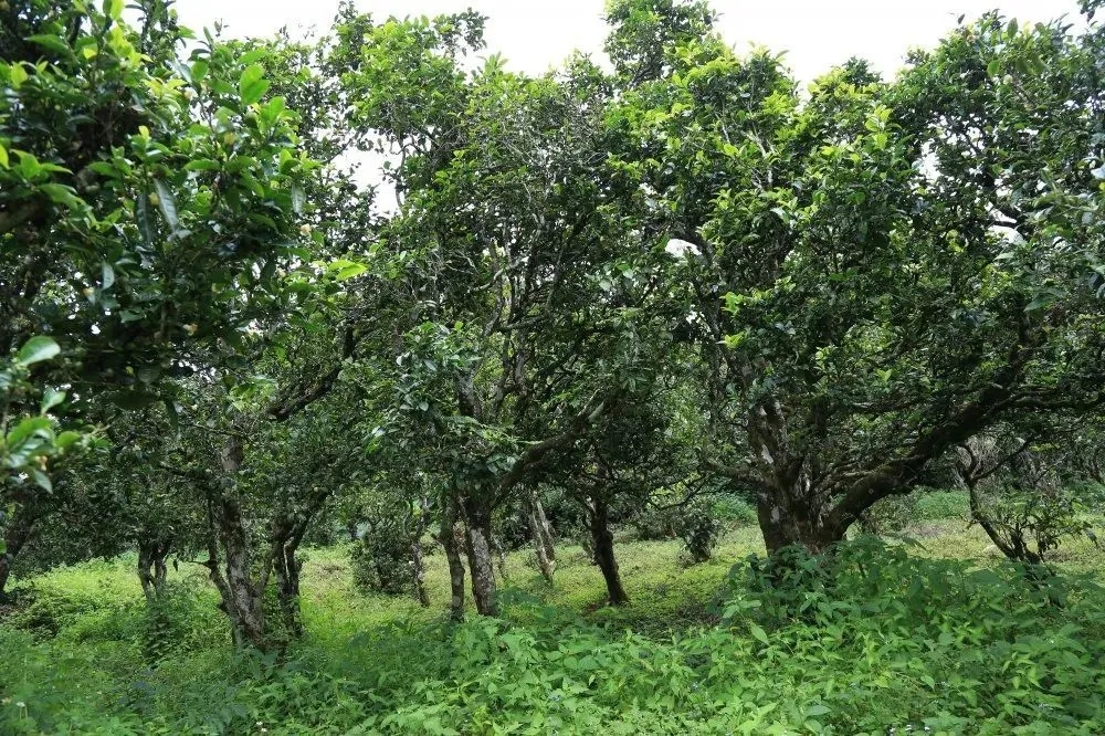 2024年昔歸古樹春茶價格是多少？