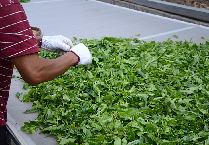 2024年磨烈古樹春茶特點是什么？