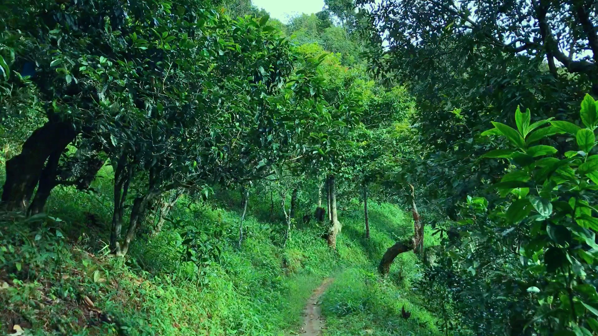 2024年磨烈古樹春茶品質如何？