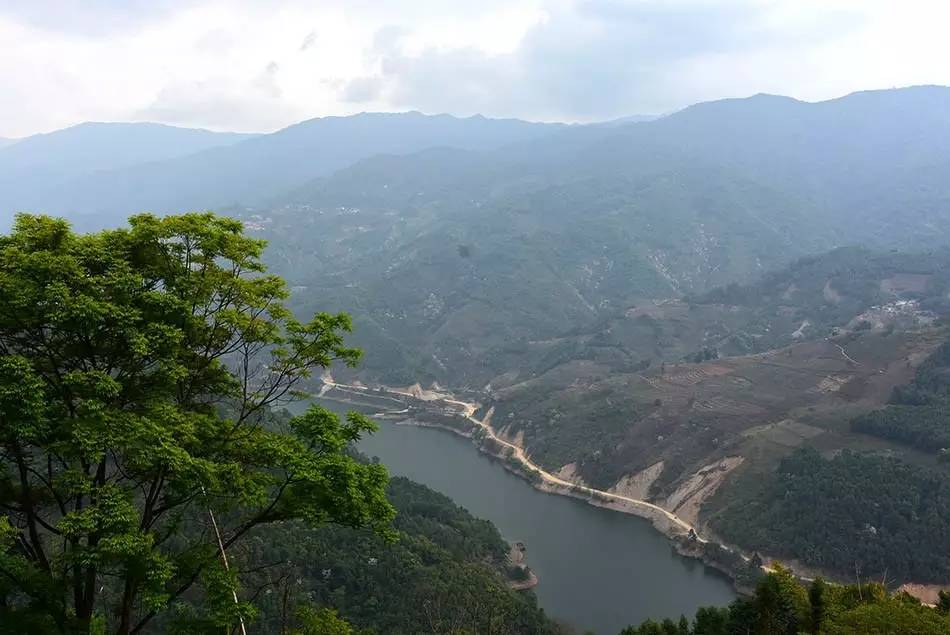 2024年磨烈古樹春茶多少錢一公斤？