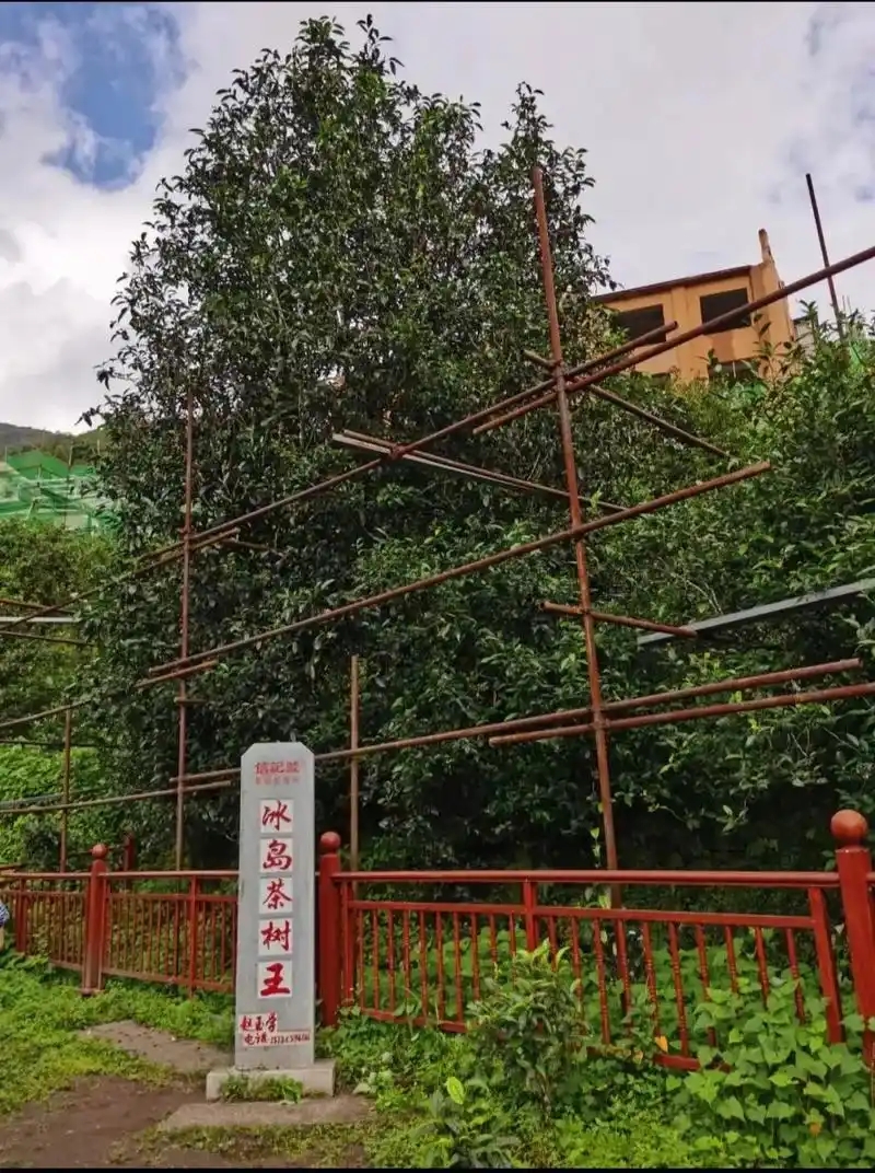 冰島老寨詳細(xì)介紹口感！