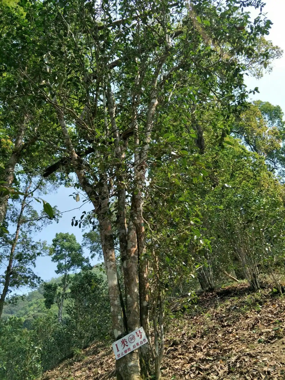 野境王者、普洱巔峰！薄荷塘成為普洱無(wú)冕之王的十大原因