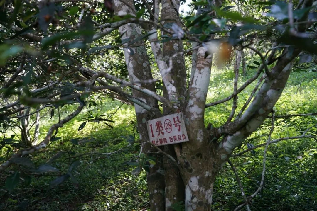 易武巔峰薄荷塘，普洱茶界最神奇最瘋狂的存在