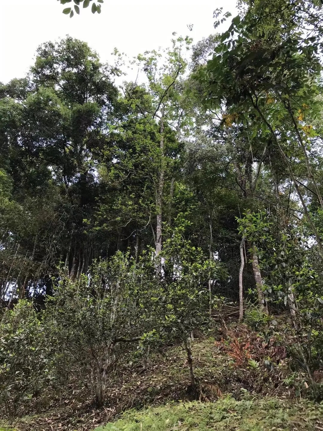 2025年易武古樹春茶口感如何？