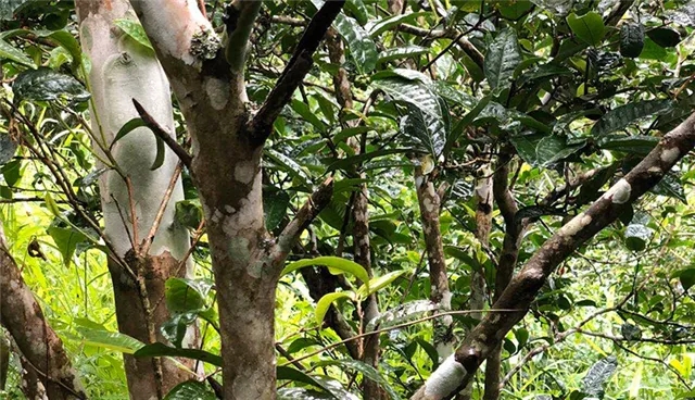 2025年易武古樹春茶品質(zhì)怎么樣？