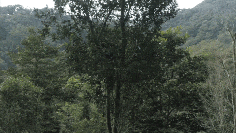 2025年易武古樹春茶價(jià)格是多少？