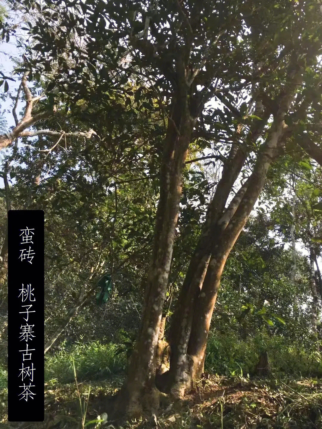 2025年蠻磚古樹春茶口感怎么樣？