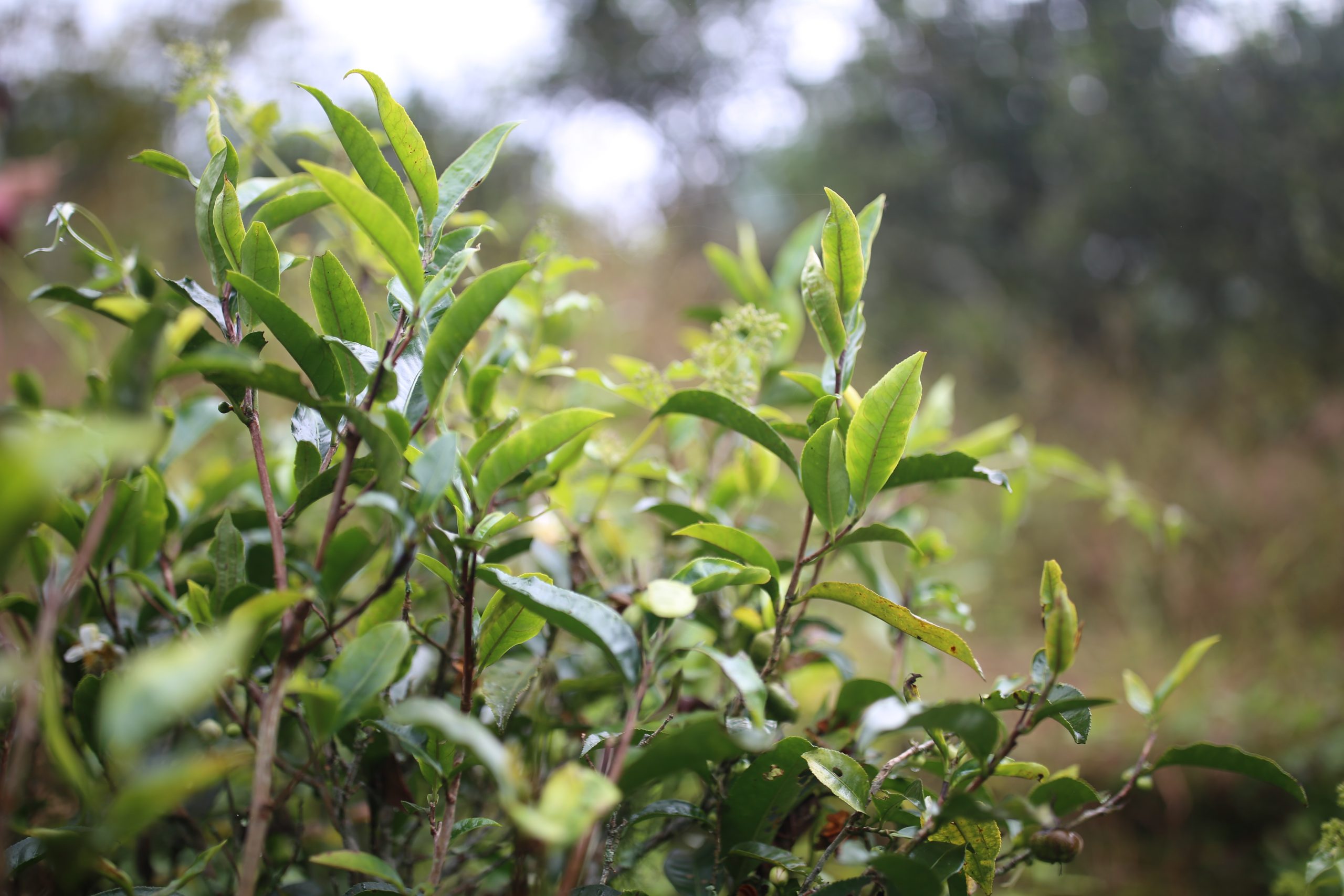 2025年蠻磚古樹春茶多少錢一公斤？