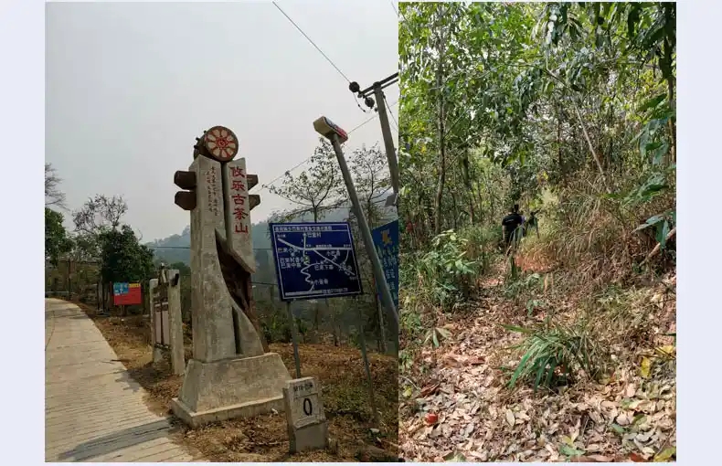 攸樂(lè)山古樹茶的特點(diǎn)